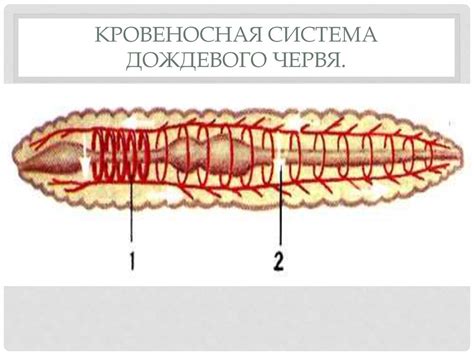 "Замкнутая" кровеносная система дождевого червя: объяснение термина