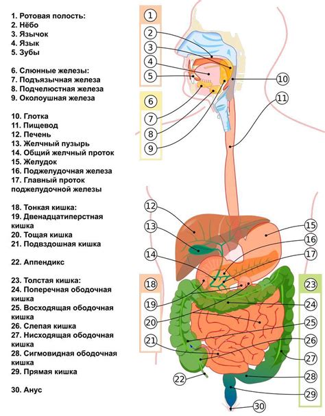 Автомобильное движение и незрелая система пищеварения