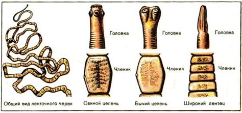 Адаптации ленточных червей