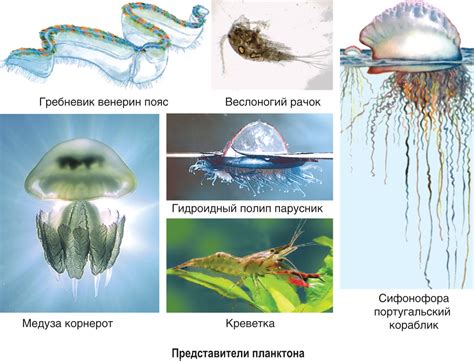 Адаптация к жизни в водной среде и слаборазвитая механическая ткань