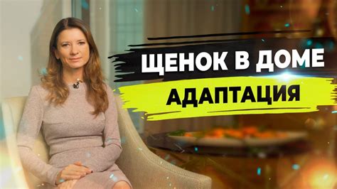 Адаптация к новому дому