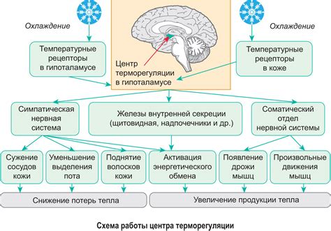 Адаптация организма к пробуждению