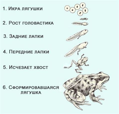 Адаптивное значение различной длительности развития животных