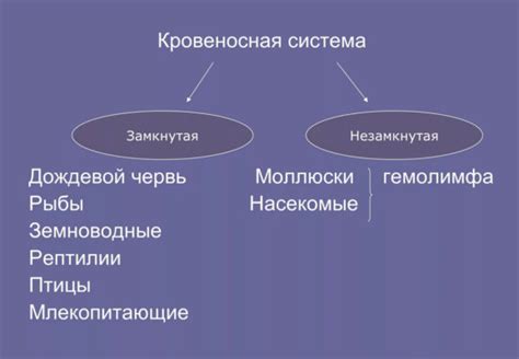 Адаптивные механизмы замкнутой кровеносной системы