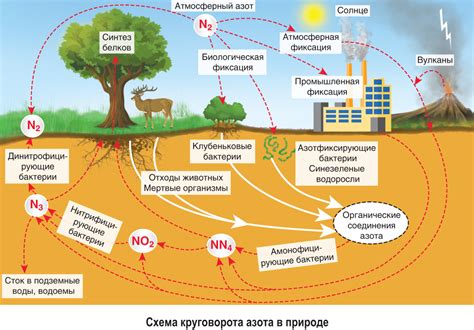 Азот в биохимических процессах организмов