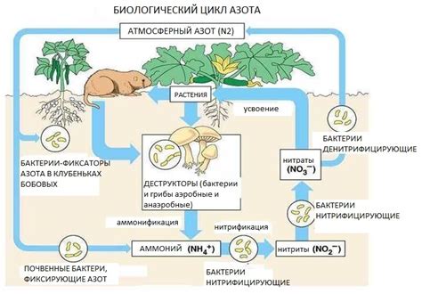 Азот в пище и его значение для животных