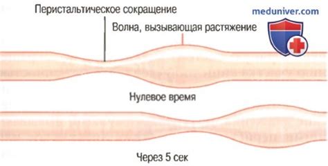 Активация перистальтики в контексте желудочно-кишечного тракта