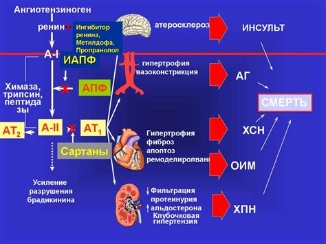 Активация ренин-ангиотензиновой системы при сердечной недостаточности