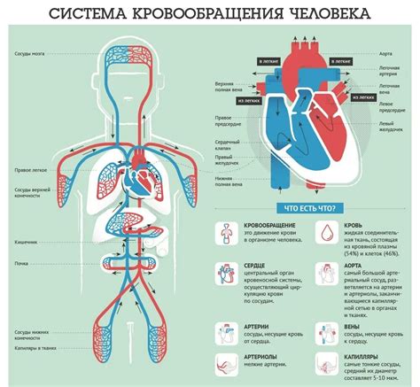 Активная циркуляция крови