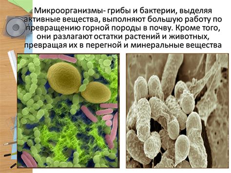 Активность микроорганизмов в кефире