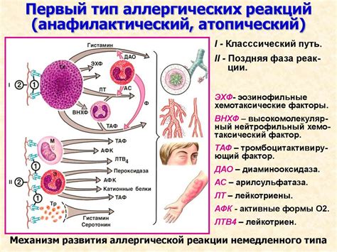 Аллергические реакции и сезонные аллергии