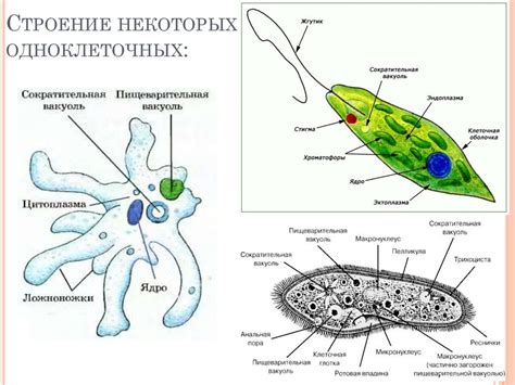 Амеба и эвглена: определение и классификация