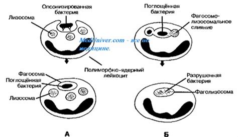 Анализ основных функций фагоцитоза