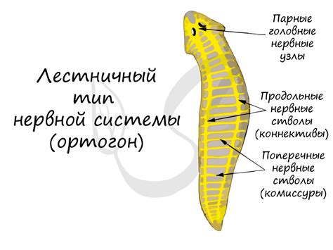 Анатомическая структура ленточных червей