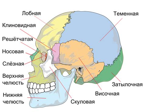 Анатомическая структура черепа