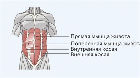 Анатомические особенности живота