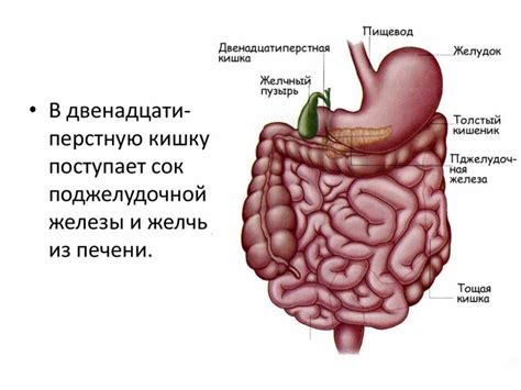 Анатомические особенности шеи и пищеварительной системы