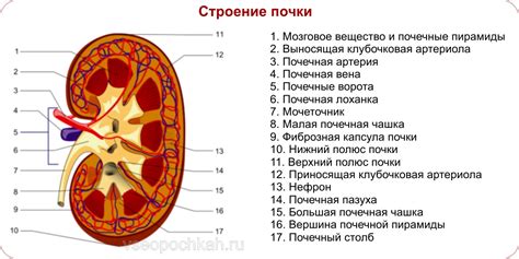 Анатомическое расположение почек у человека