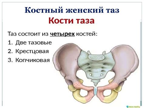 Анатомическое строение таза у человека и шимпанзе