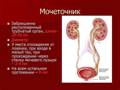 Анатомия мочеполовой системы