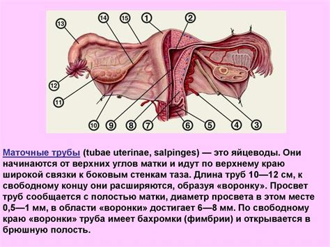 Анатомия половых губ у женщин