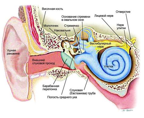 Анатомия уха