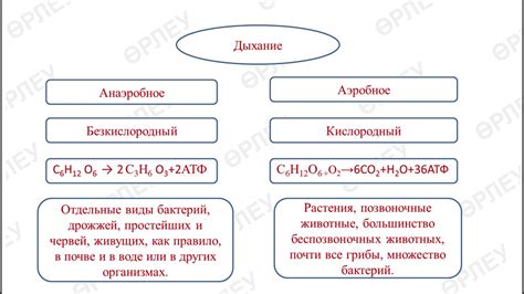 Анаэробное дыхание: альтернативные способы