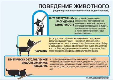 Апетит и его роль в поведении собак и кошек