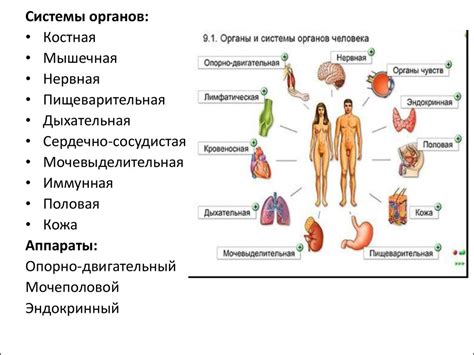 Аппараты органов и их сотрудничество