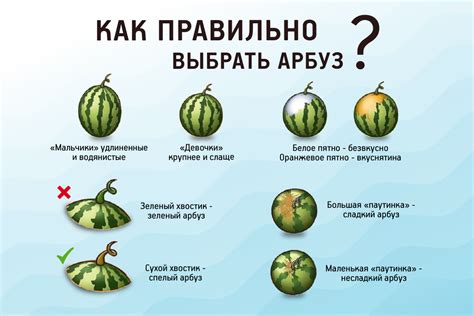 Арбуз как диетический продукт для похудения