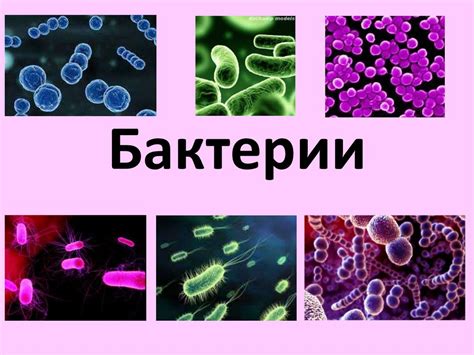 Бактерии как самостоятельное царство органического мира: причины и значения