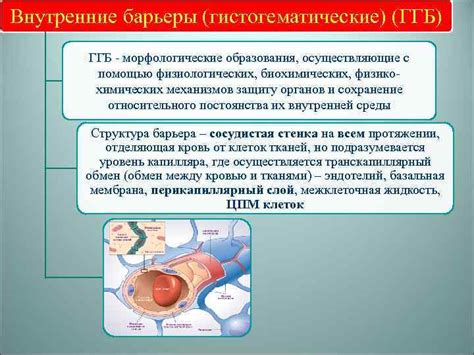 Барьерные слои и их роль в процессе диффузии