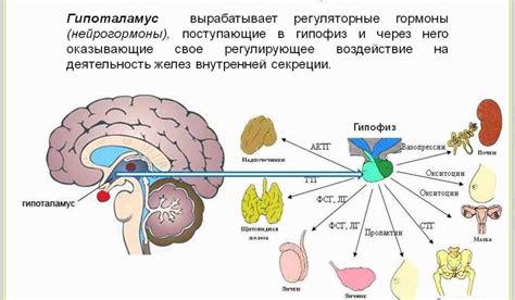 Безусловные рефлексы и пищевое поведение