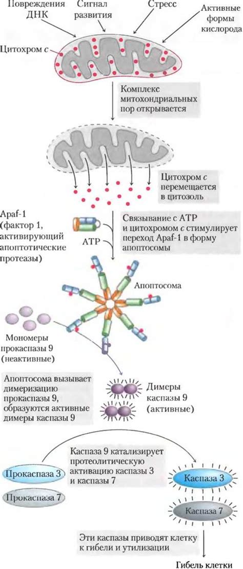 Биологические механизмы в термогенезе