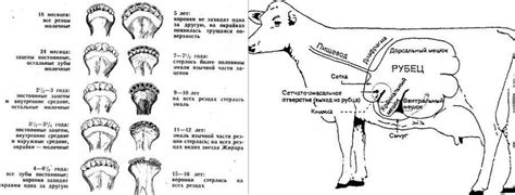 Биологические особенности пищеварения теленка