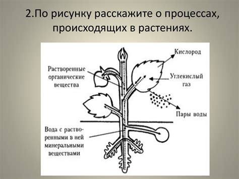 Биологические процессы в древесных растениях