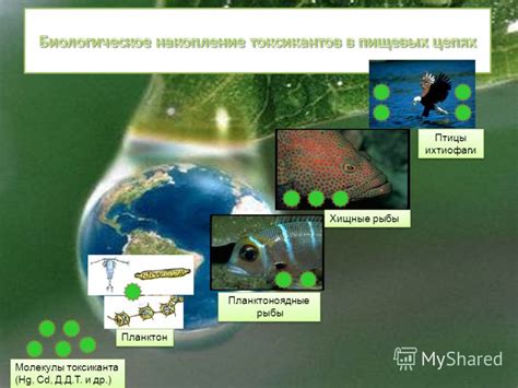 Биологические циклы и избыток веществ