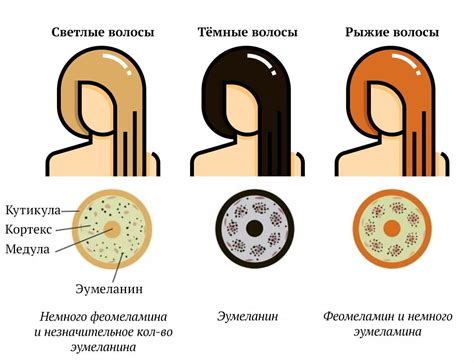 Биологический пигмент меланин