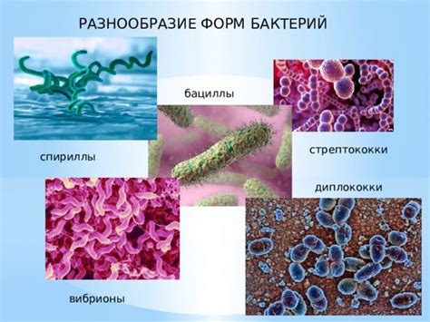 Биологическое разнообразие бактерий