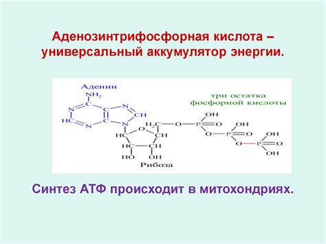 Биосинтез энергии в митохондриях