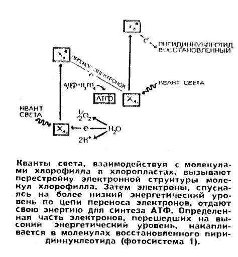 Биоэнергетика клетки