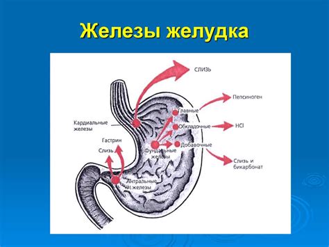 Болезни тонкого и плотного кишечника и волосы