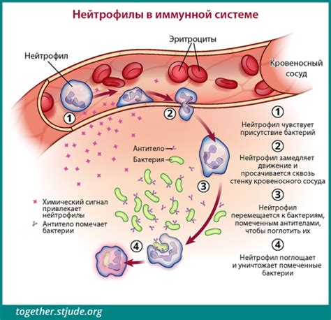 Болезнь и инфекции