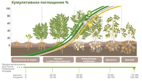 Большая площадь поглощения питательных веществ