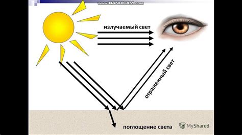 Большая поверхность листа увеличивает поглощение света