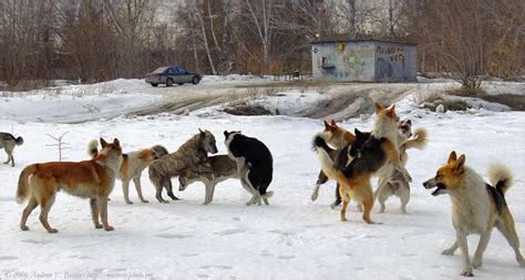 Бродячие собаки и недоедание