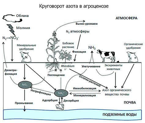 Важная роль физиологии растения