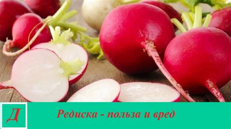 Важное условие для мочегонной системы: редиска как диуретик