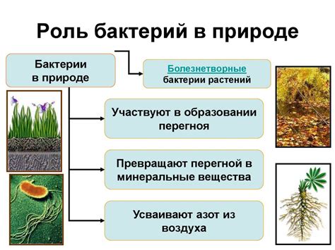 Важность бактерий для растений