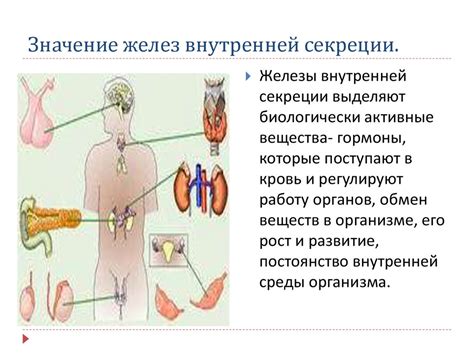 Важность желез внутренней секреции